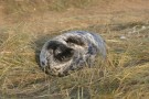 Seal Pup On Grass